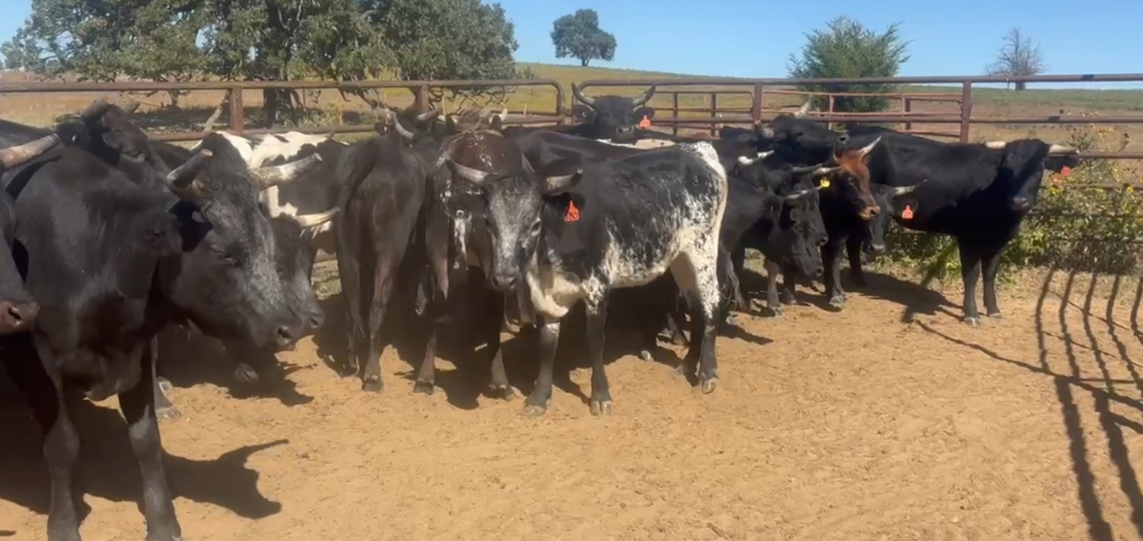 48 - Corriente Bred Heifers and Cows - Oklahoma